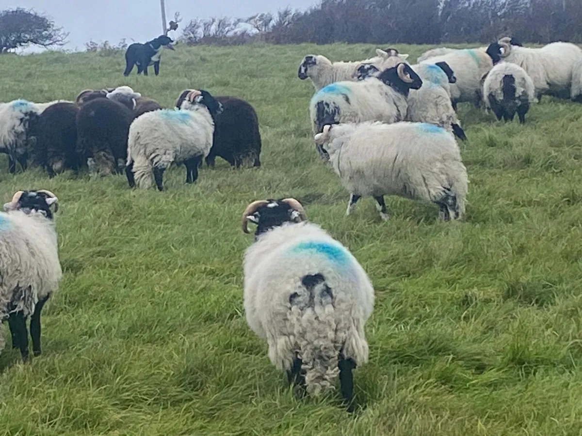 Organic ram lambs - Image 1