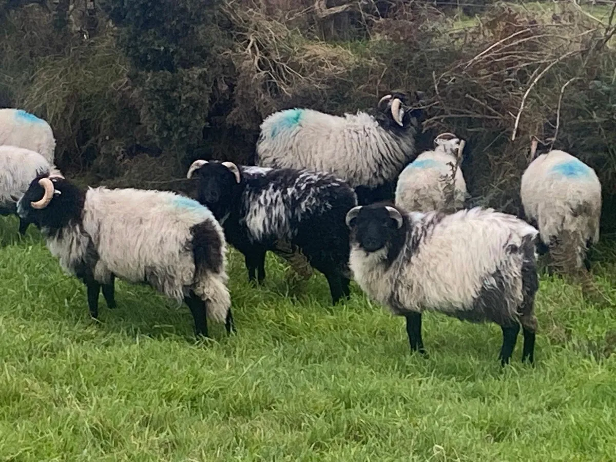 Organic ram lambs - Image 2