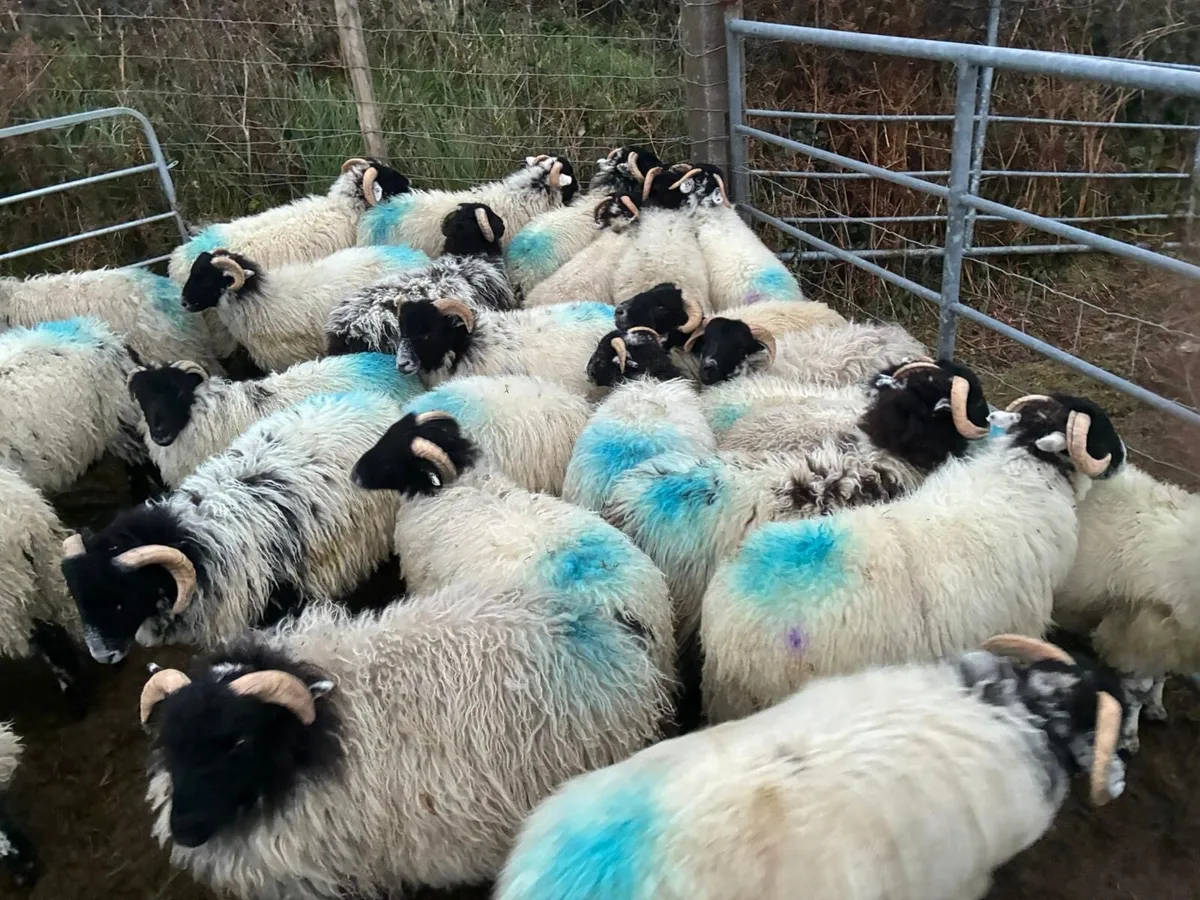 Organic ram lambs - Image 3