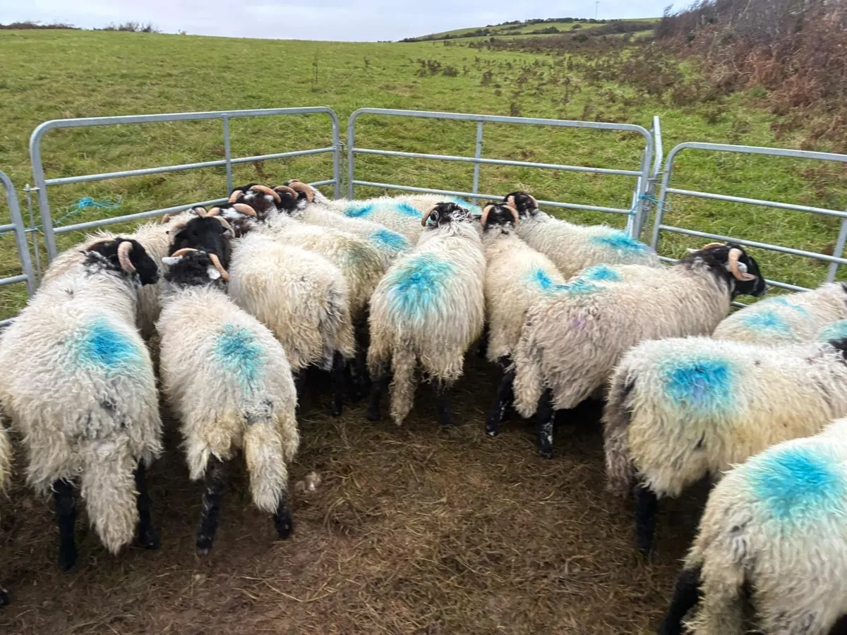 Organic ram lambs - Image 4