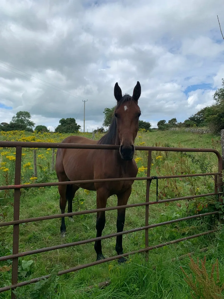 Horse - Image 1