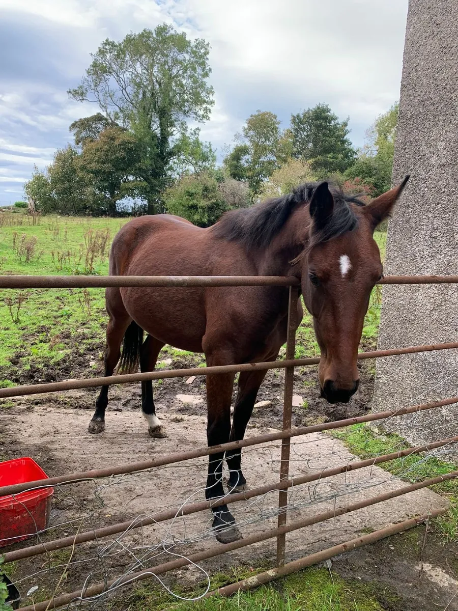 Horse - Image 2