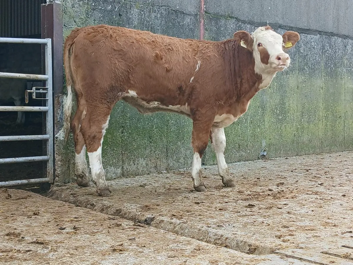 4 🌟 Simmental Heifer - Image 3
