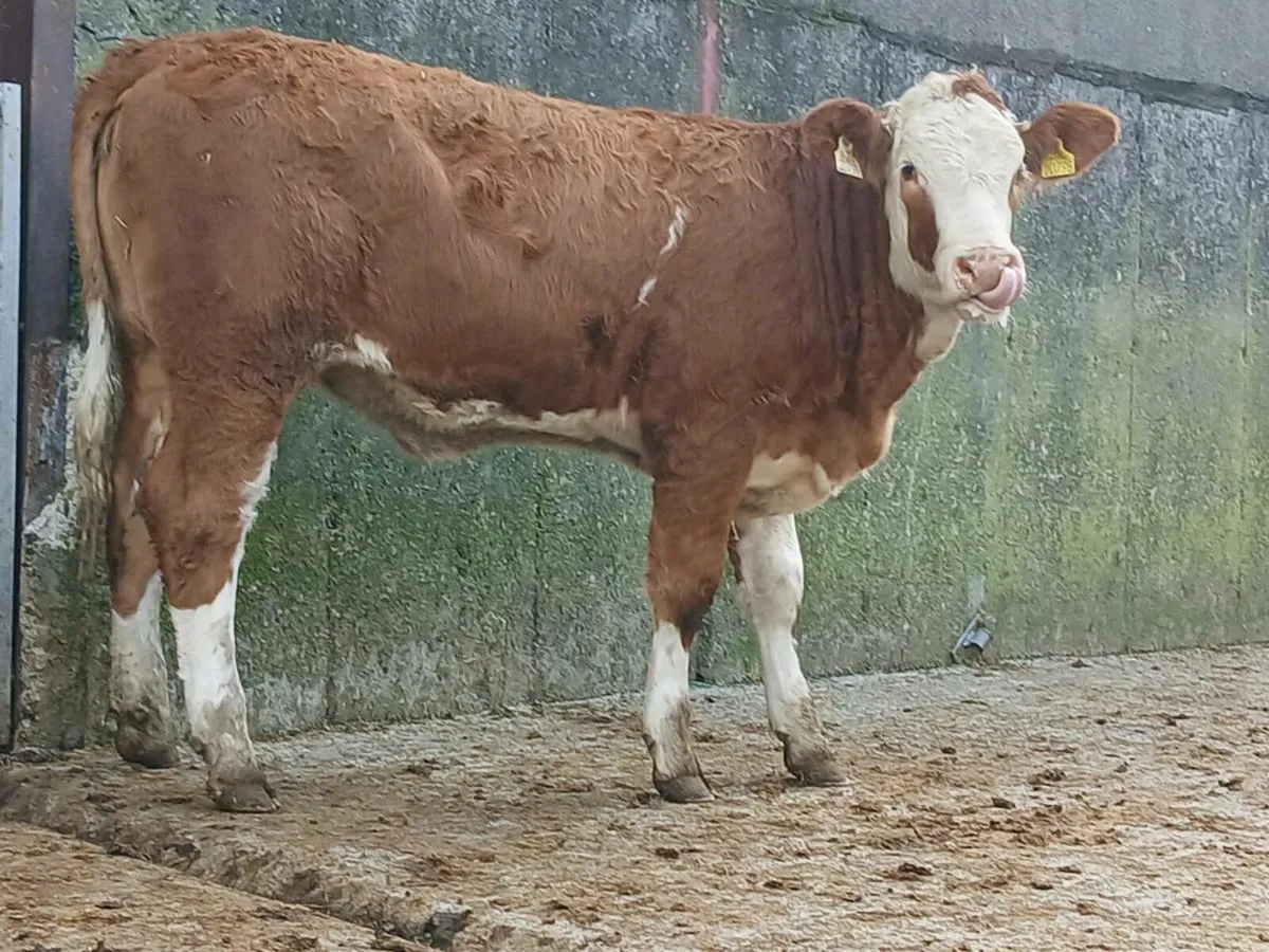 4 🌟 Simmental Heifer - Image 4