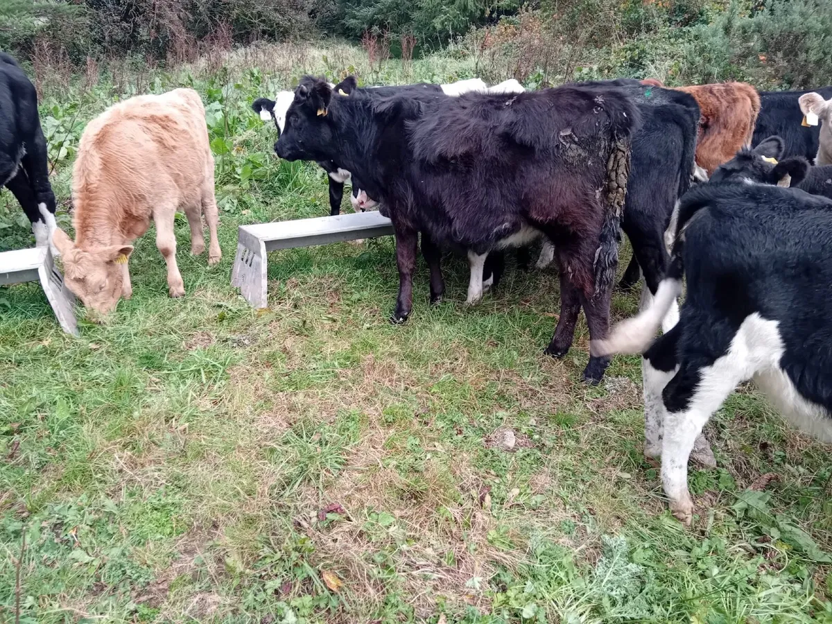 30 STRONG BUCKET REARED HEIFERS - Image 2