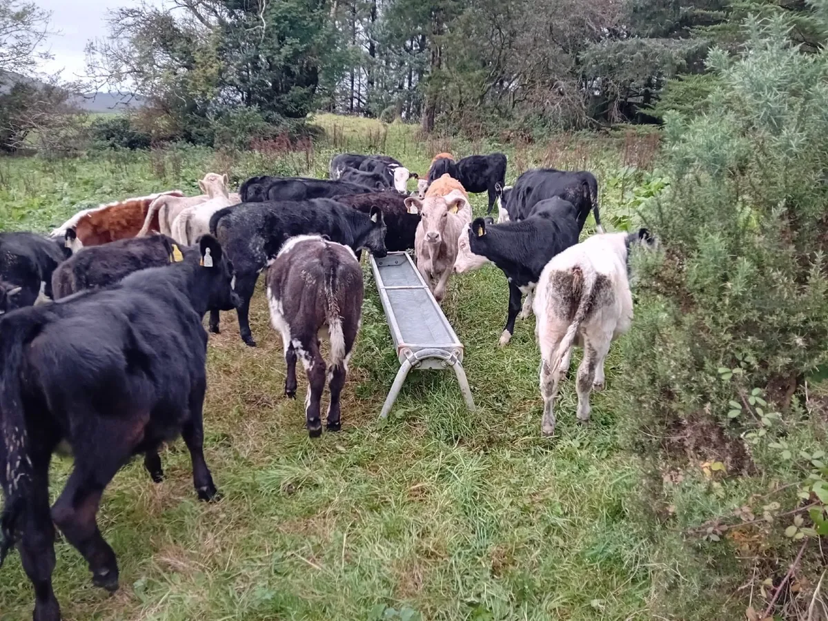 30 STRONG BUCKET REARED HEIFERS - Image 3