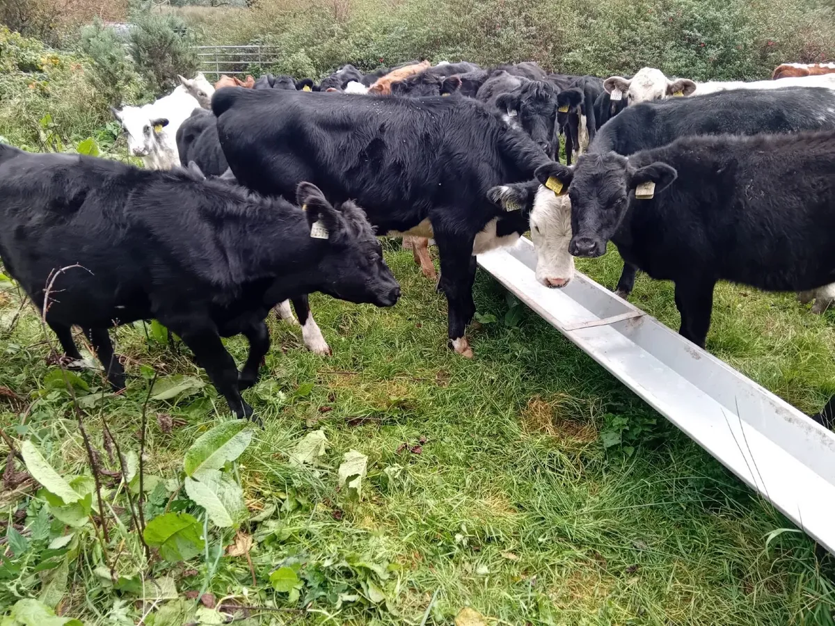 30 STRONG BUCKET REARED HEIFERS - Image 4