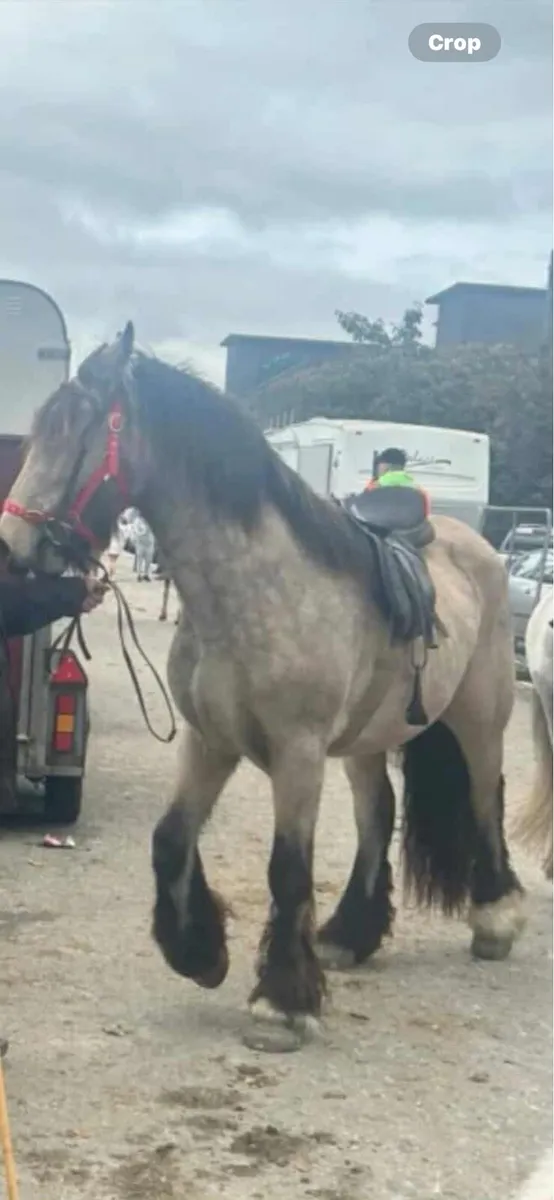 FOR SALE DUN HORSE 3 YEAR OLD - Image 1