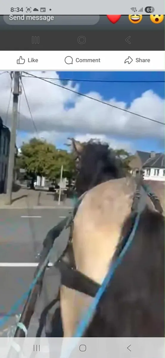 FOR SALE DUN HORSE 3 YEAR OLD - Image 3
