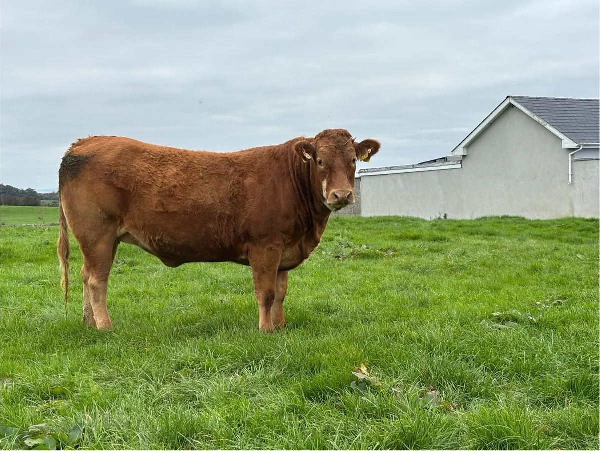 Super Heifers - Image 2