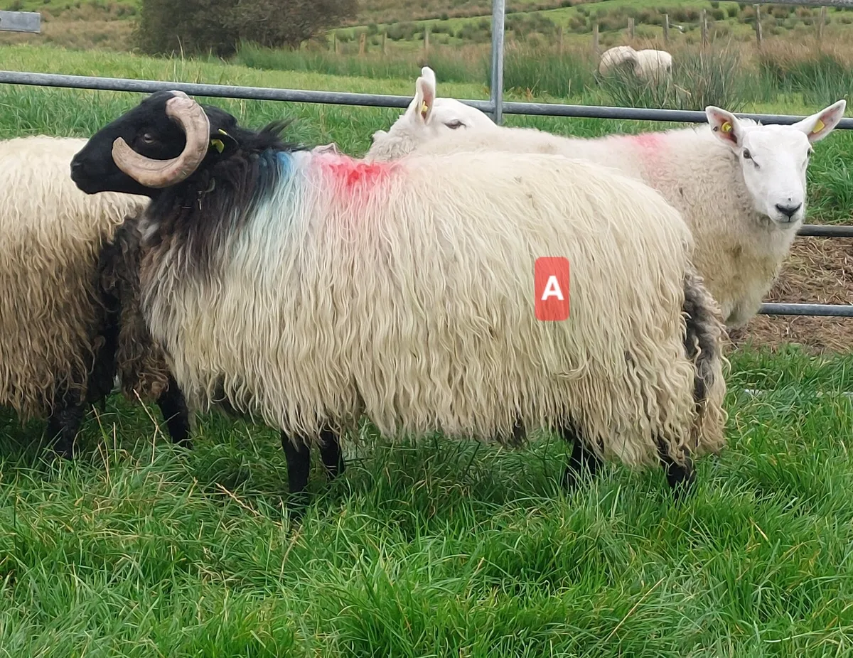 MAYO BLACKFACE RAM LAMBS - Image 1