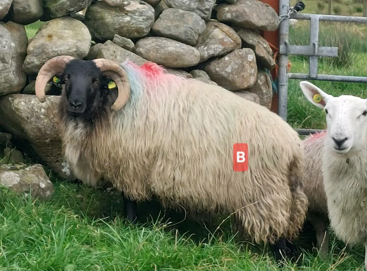 MAYO BLACKFACE RAM LAMBS - Image 2