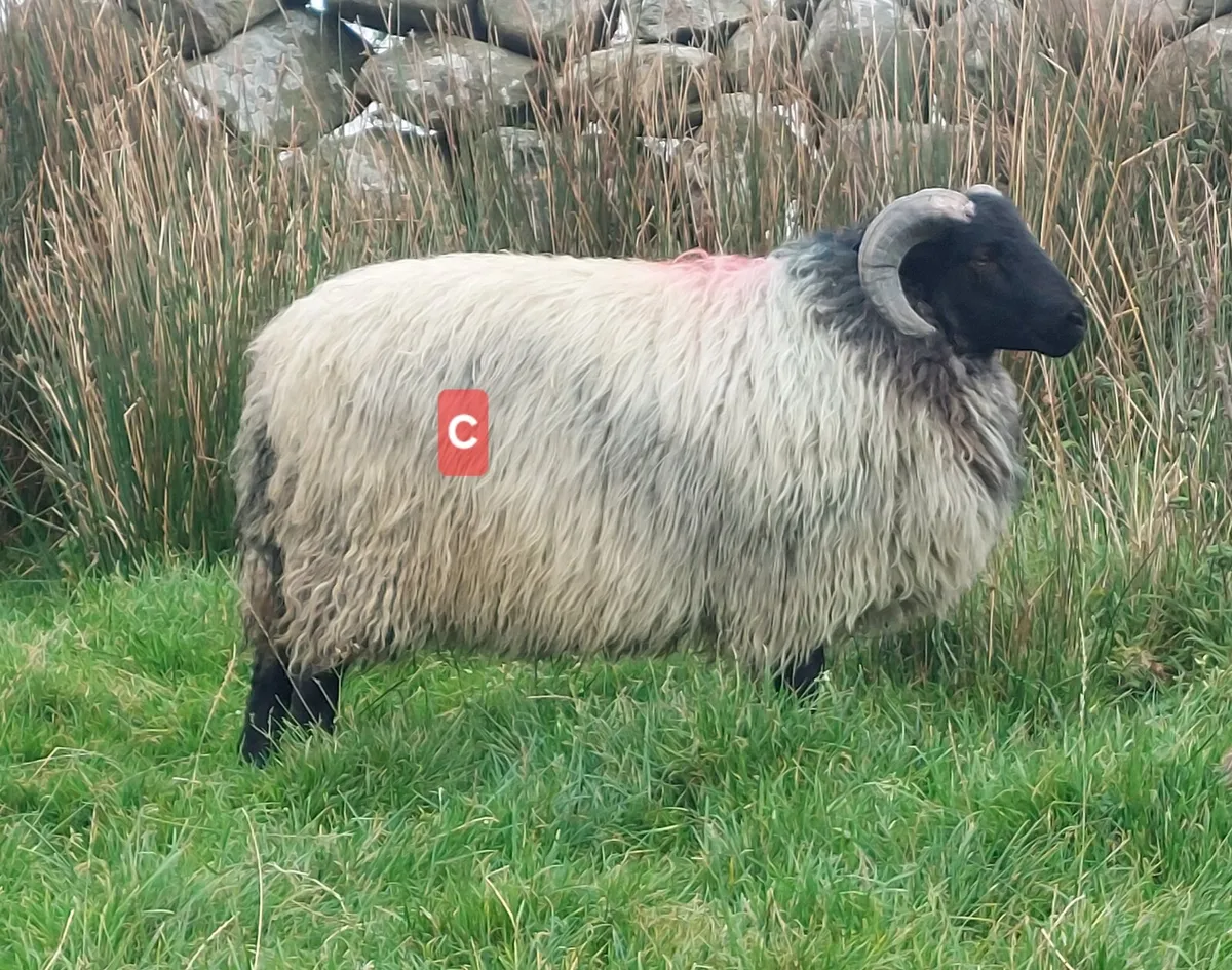 MAYO BLACKFACE RAM LAMBS - Image 3