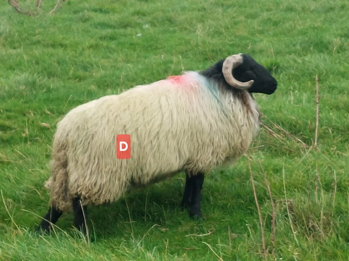 MAYO BLACKFACE RAM LAMBS - Image 4