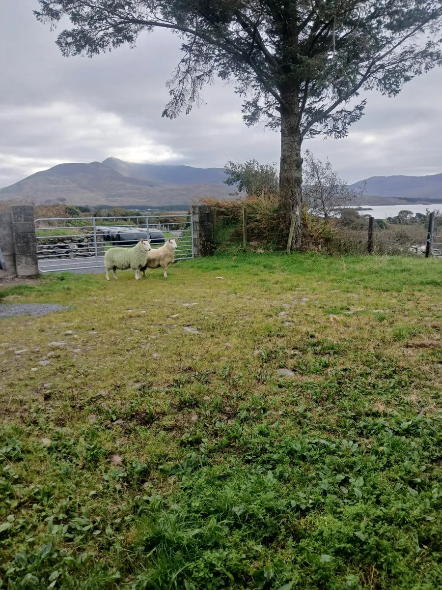 Sheep - Image 1