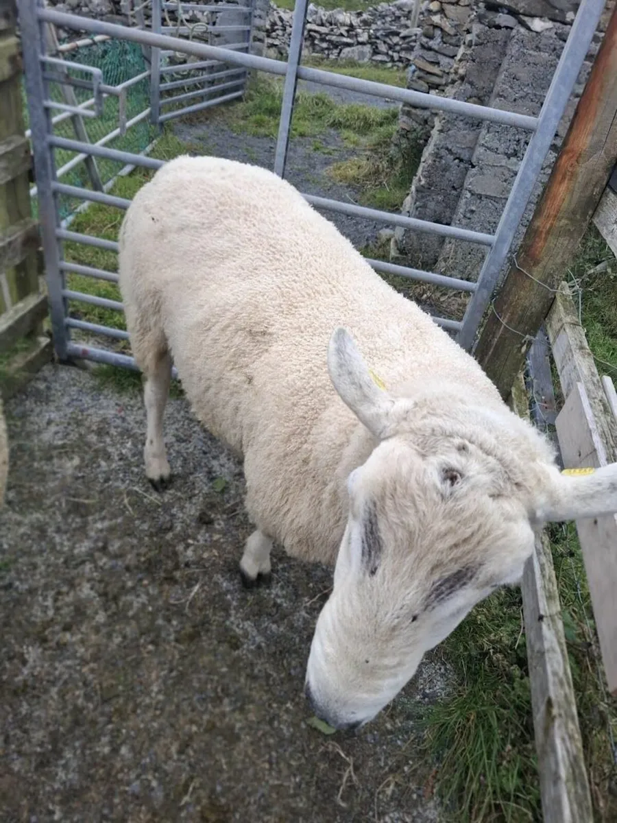 Ram - Image 1