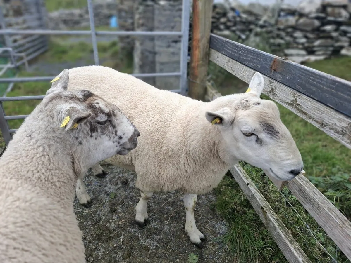 Ram - Image 2