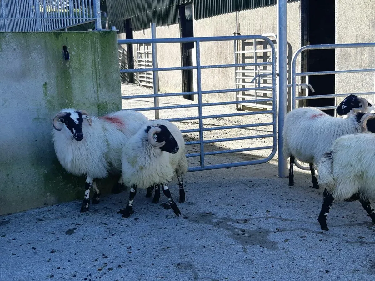 Organic SIS Ram Lambs - Image 2