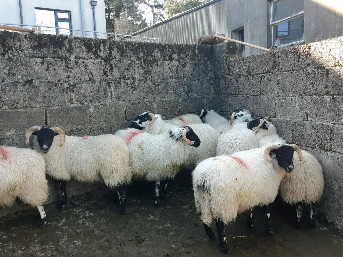 Organic SIS Ram Lambs - Image 3