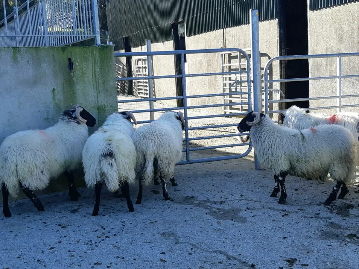 Organic SIS Ram Lambs - Image 4