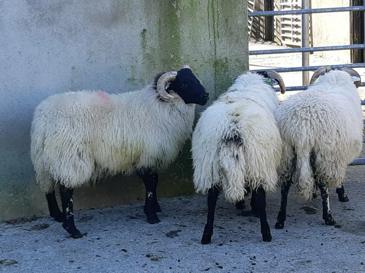 Organic SIS Ram Lambs - Image 1
