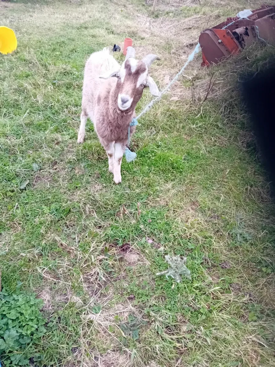 Goat - Image 1