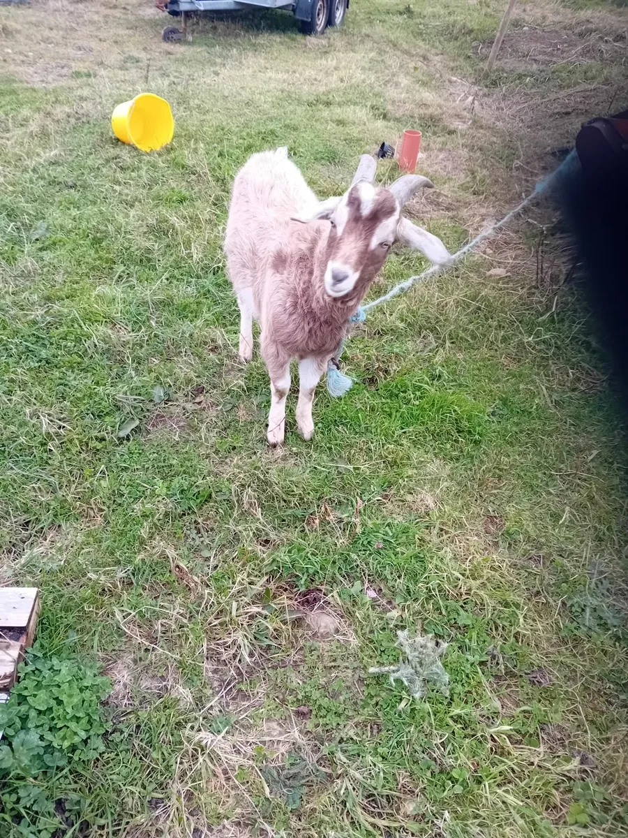Goat - Image 2
