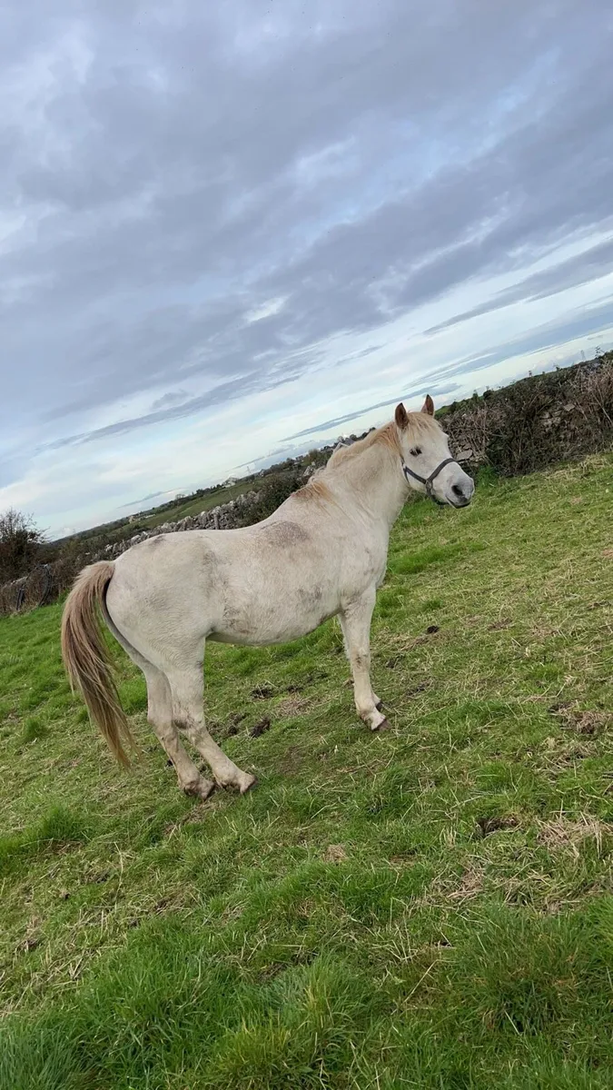 Connemara Mare - Image 3