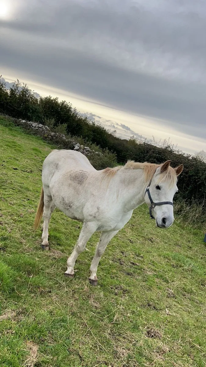 Connemara Mare - Image 4