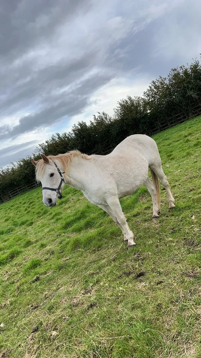Connemara Mare - Image 1