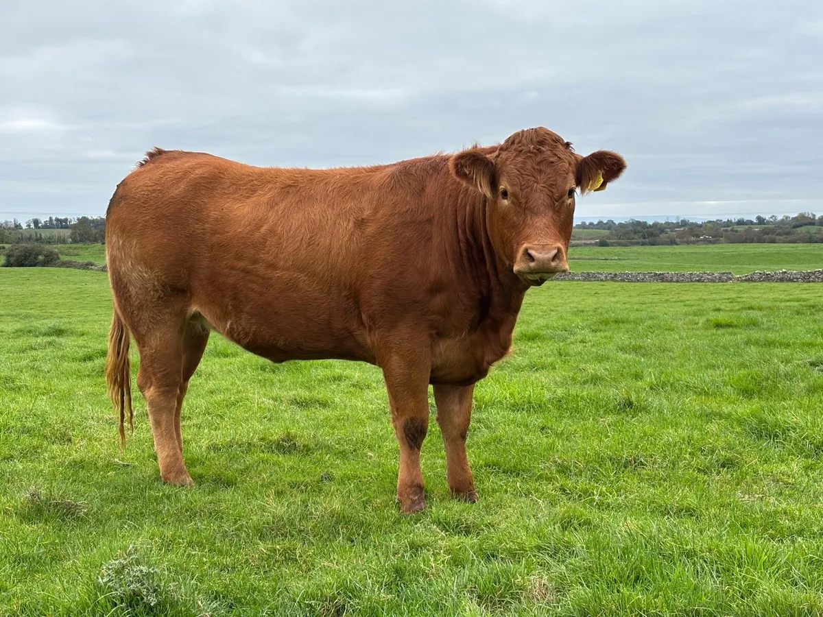 Super Heifers - Image 4