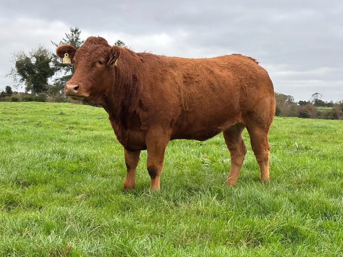 Super Heifers - Image 3