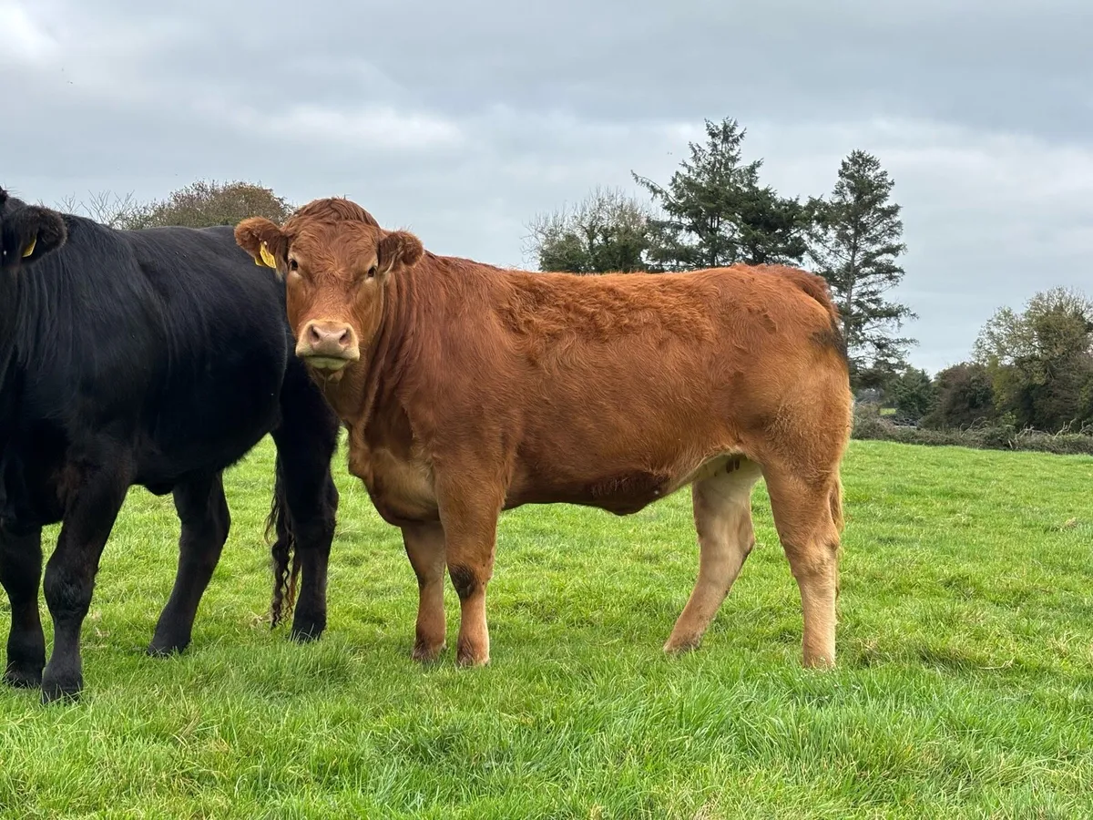 Super Heifers - Image 1