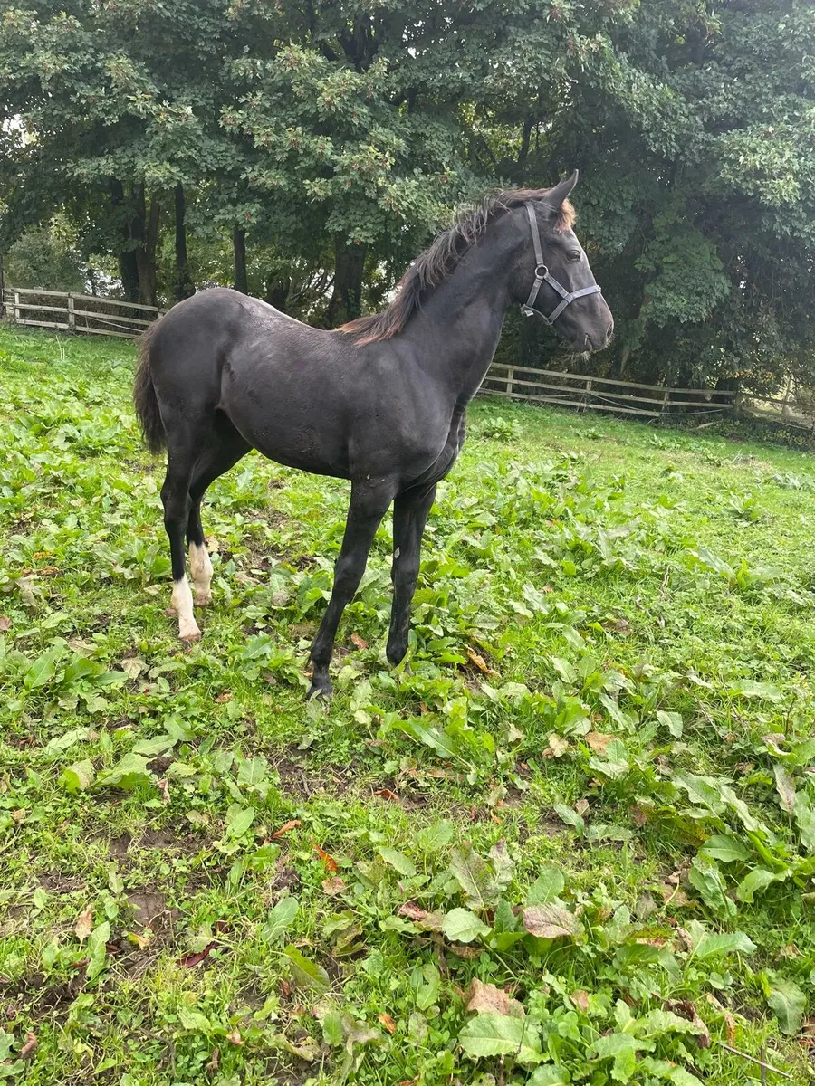 Colt Foal - Image 1