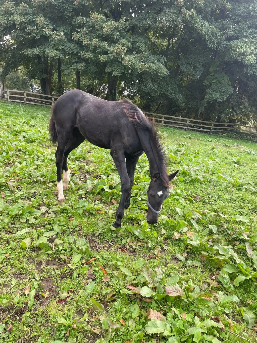 Colt Foal - Image 2