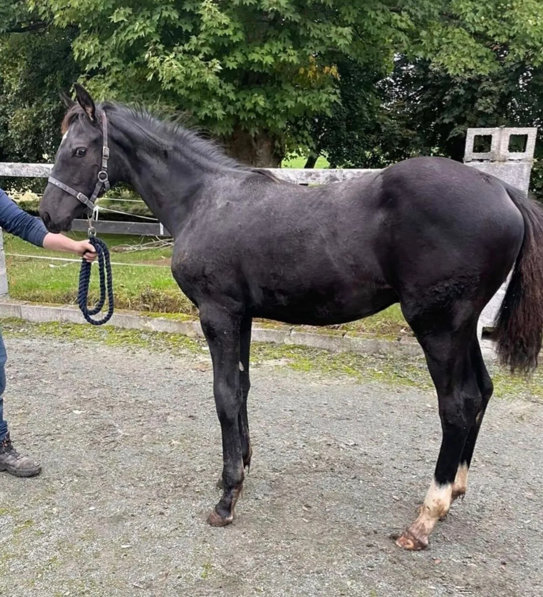 Colt Foal - Image 3