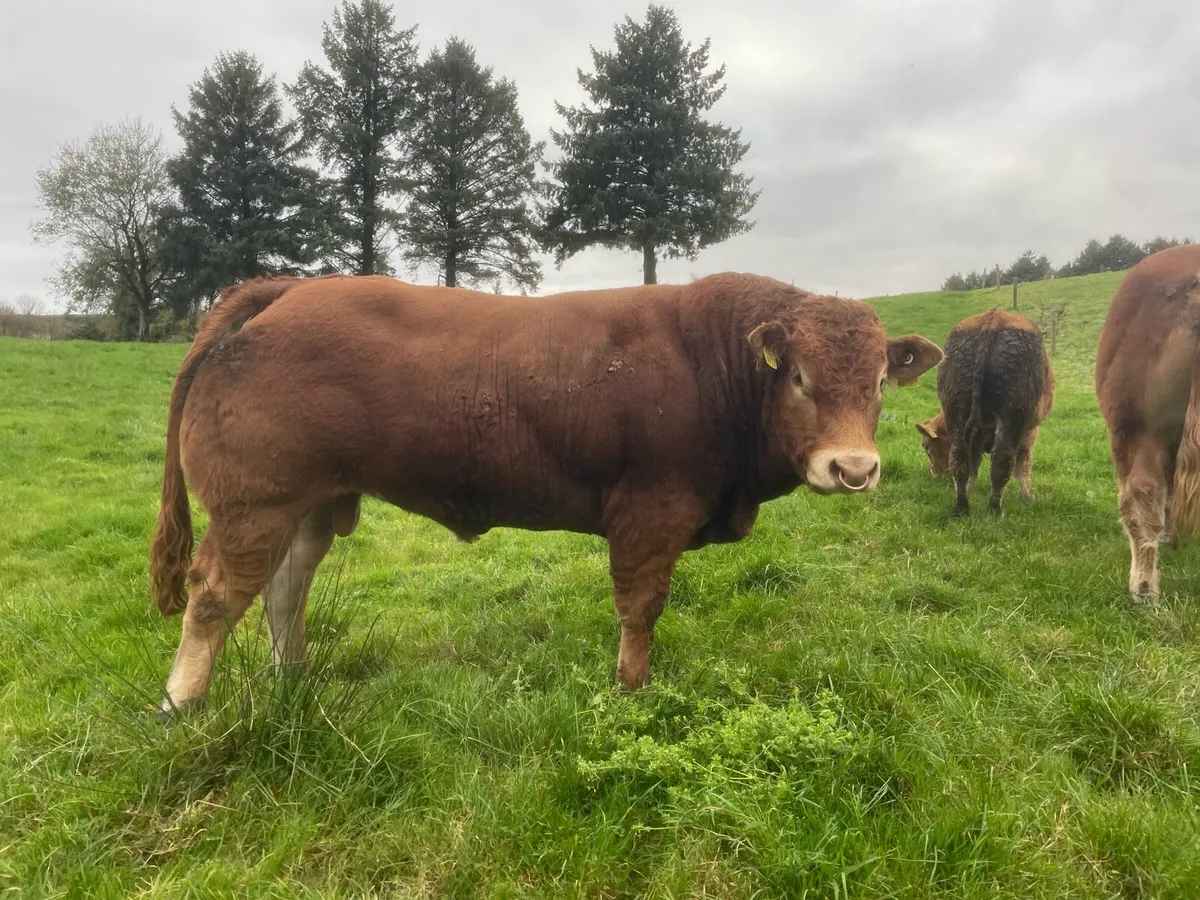 PBR Limousin Bulls - Image 1