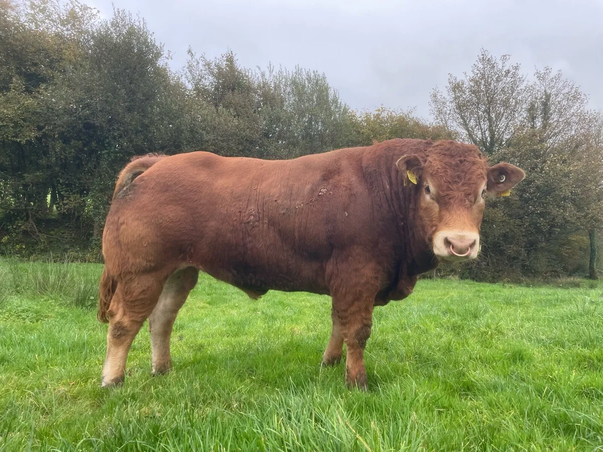 PBR Limousin Bulls - Image 2