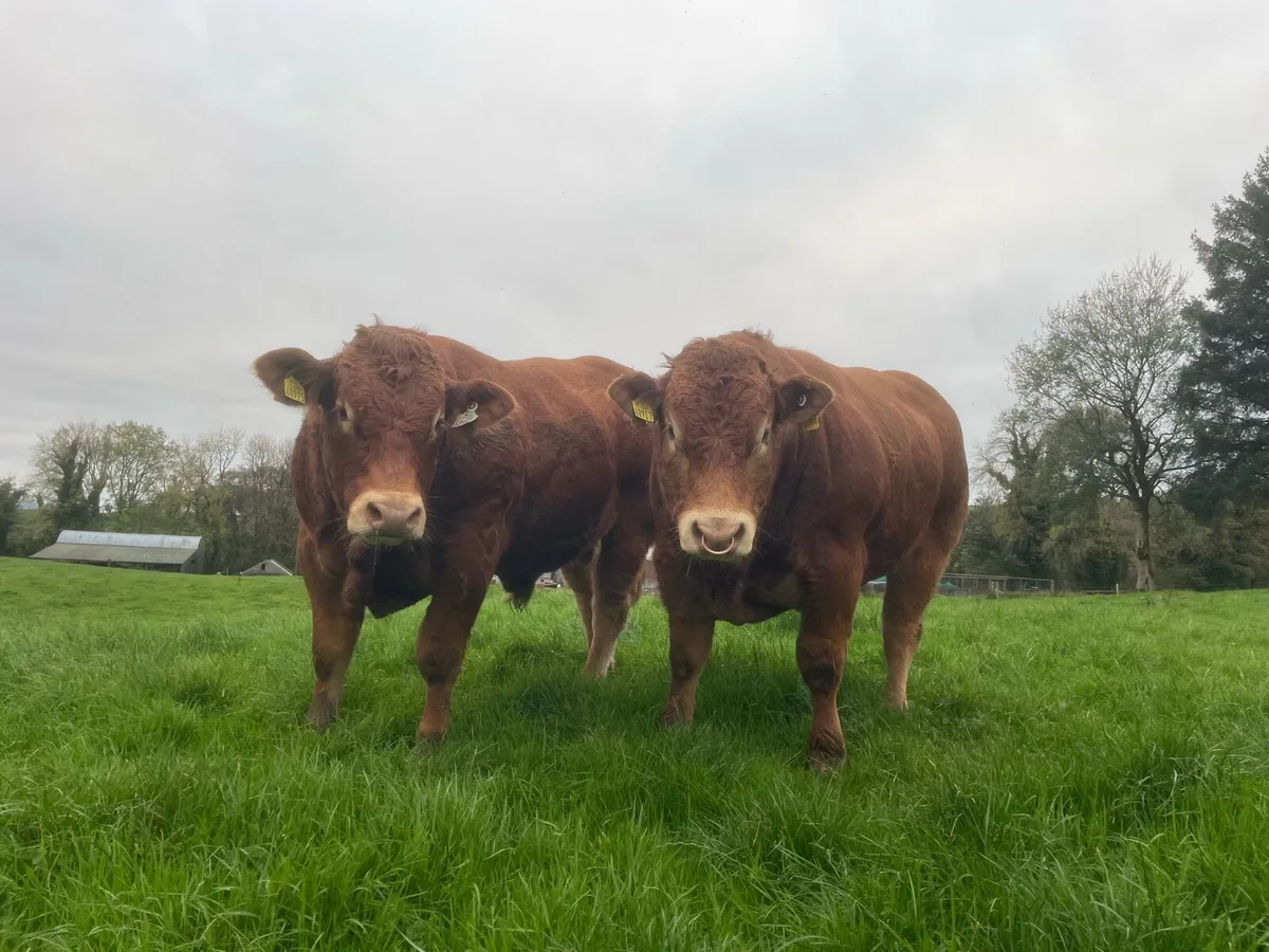 PBR Limousin Bulls - Image 3