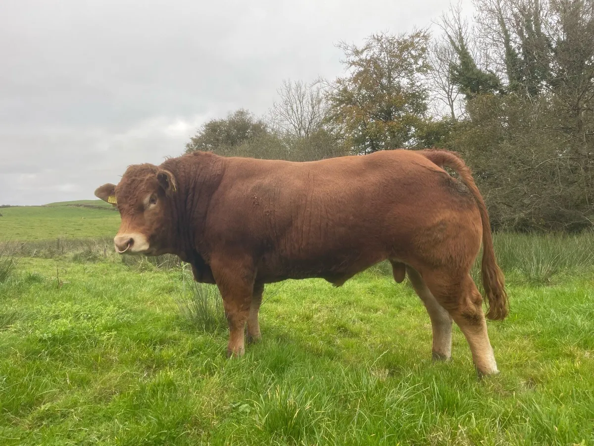 PBR Limousin Bulls - Image 4
