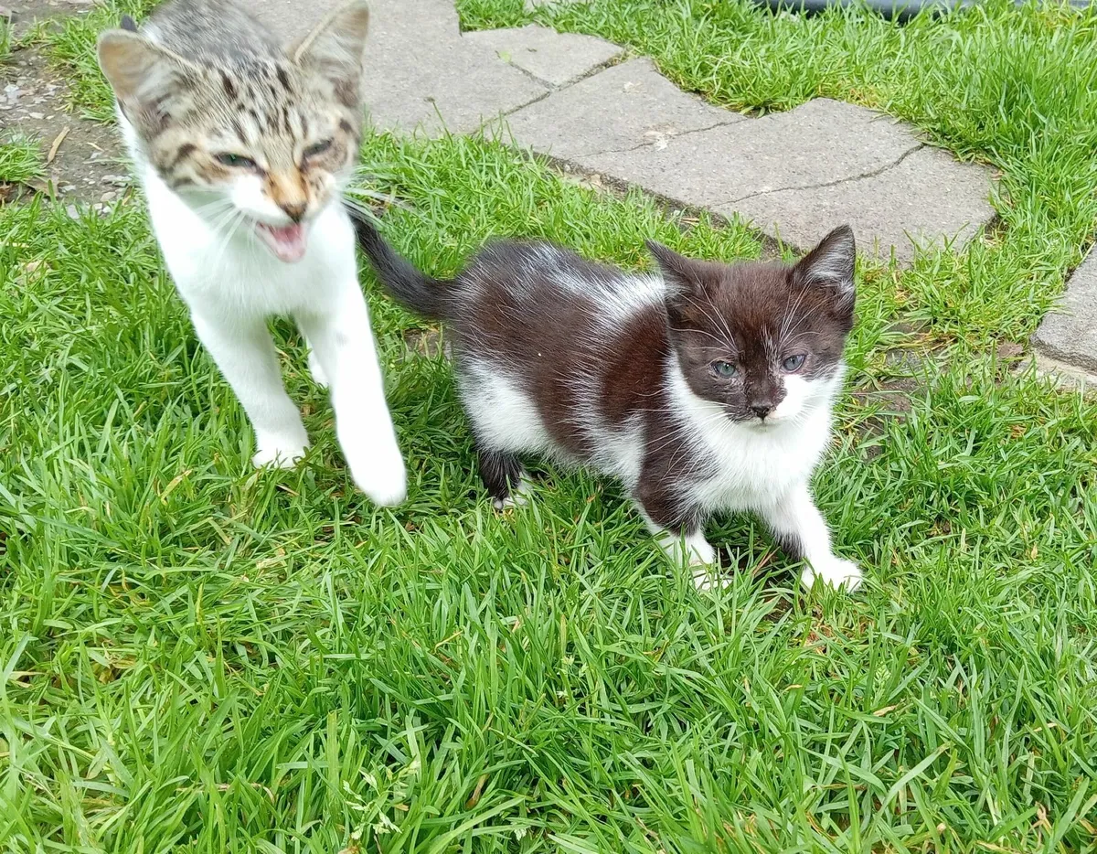 kittens - Image 1