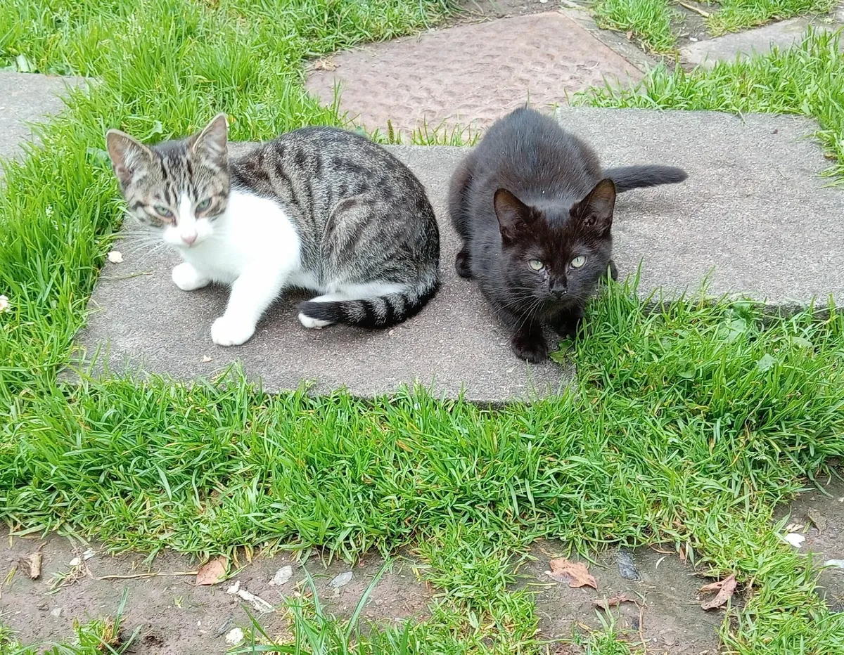 kittens - Image 2