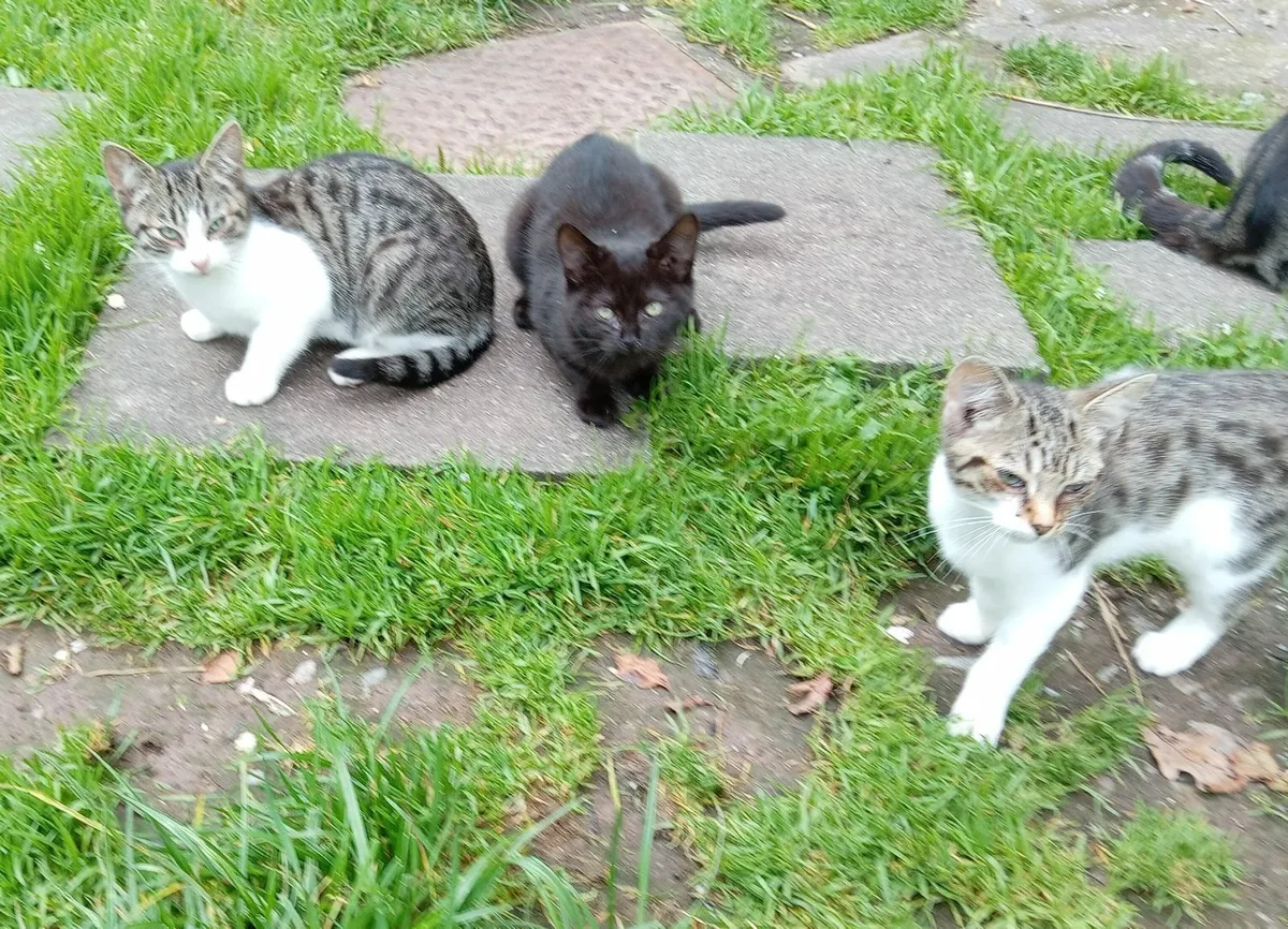 kittens - Image 3