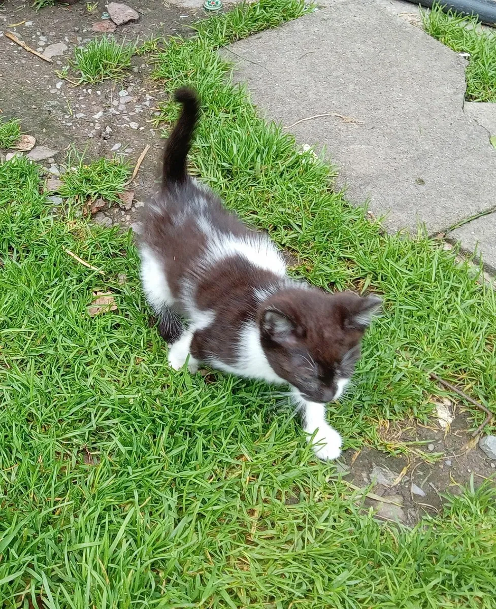 kittens - Image 4