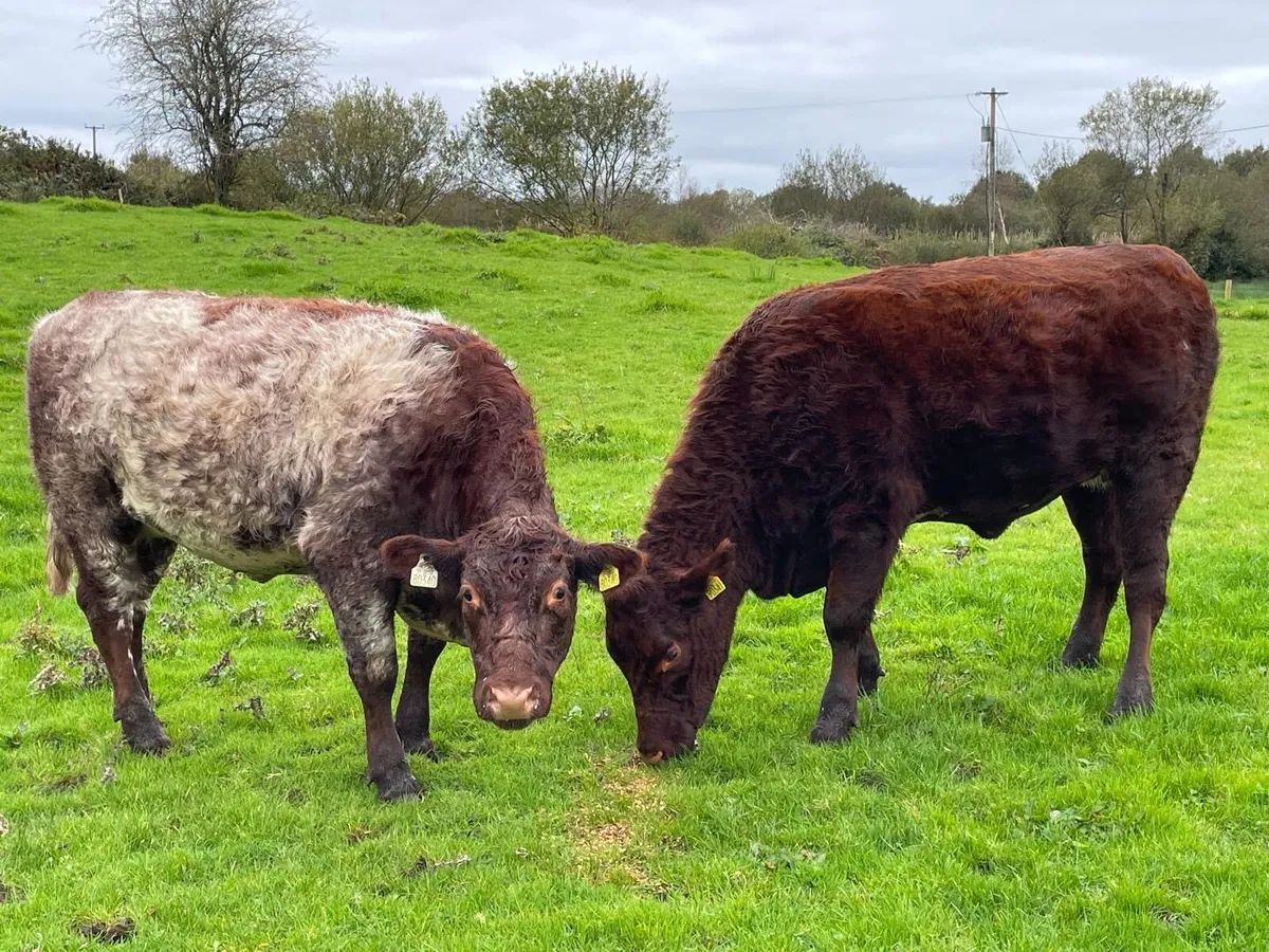 For Sale Two Purebred Shorthorn Heifers - Image 1