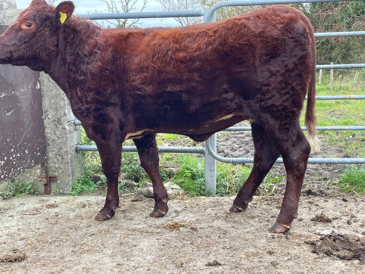 For Sale Two Purebred Shorthorn Heifers - Image 2