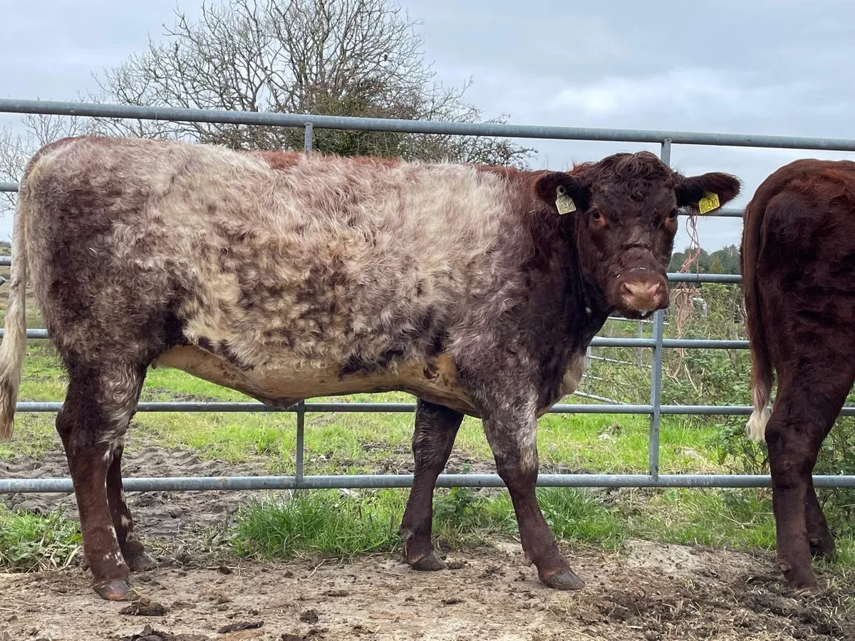 For Sale Two Purebred Shorthorn Heifers - Image 3