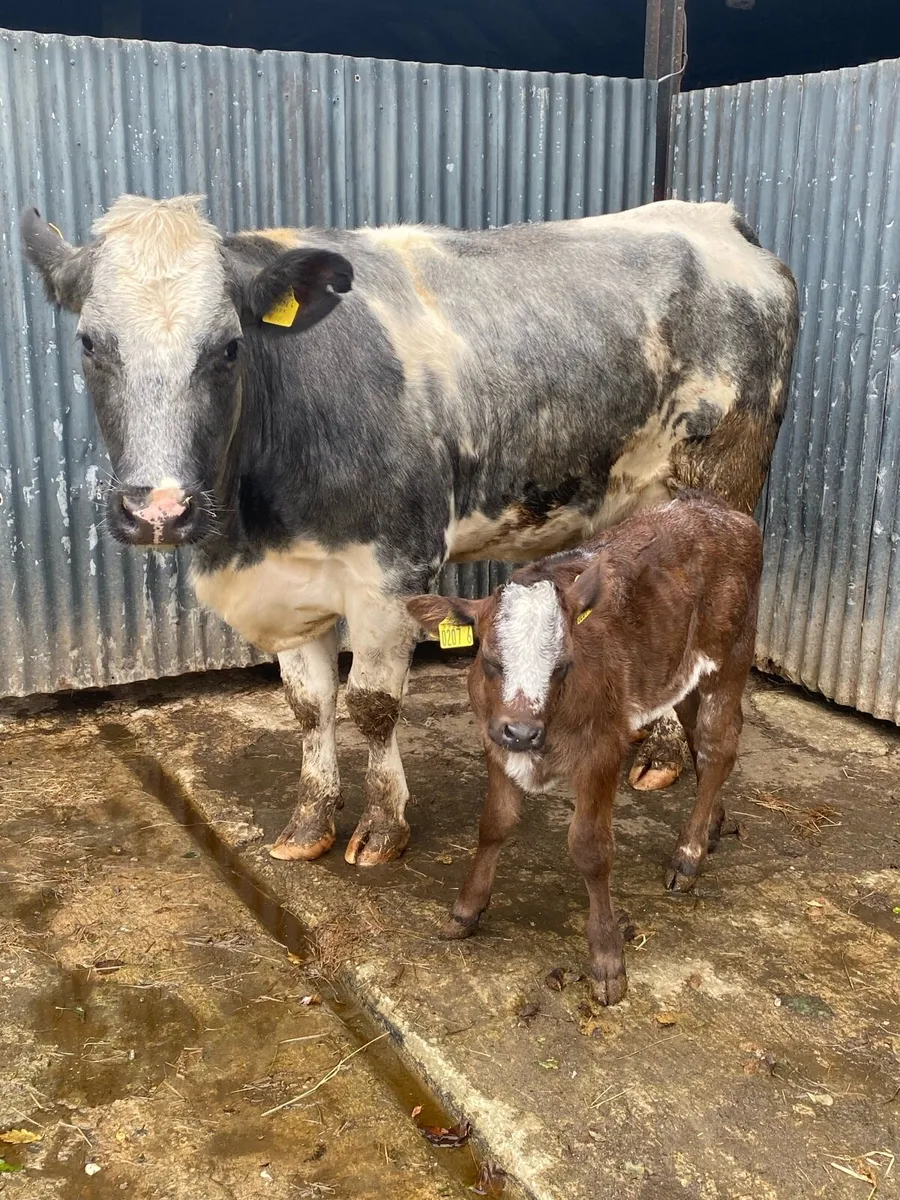 Cow&calf - Image 1