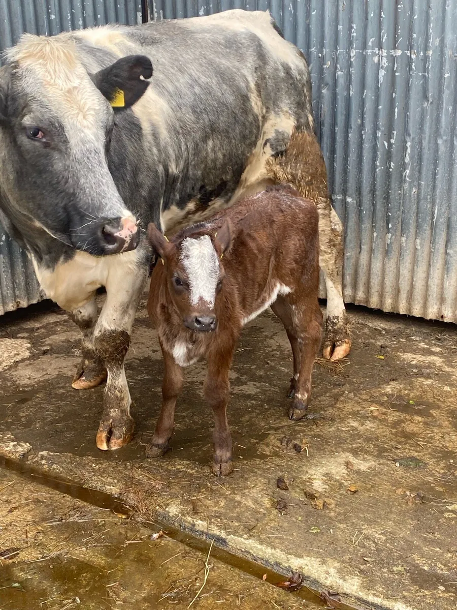 Cow&calf - Image 2