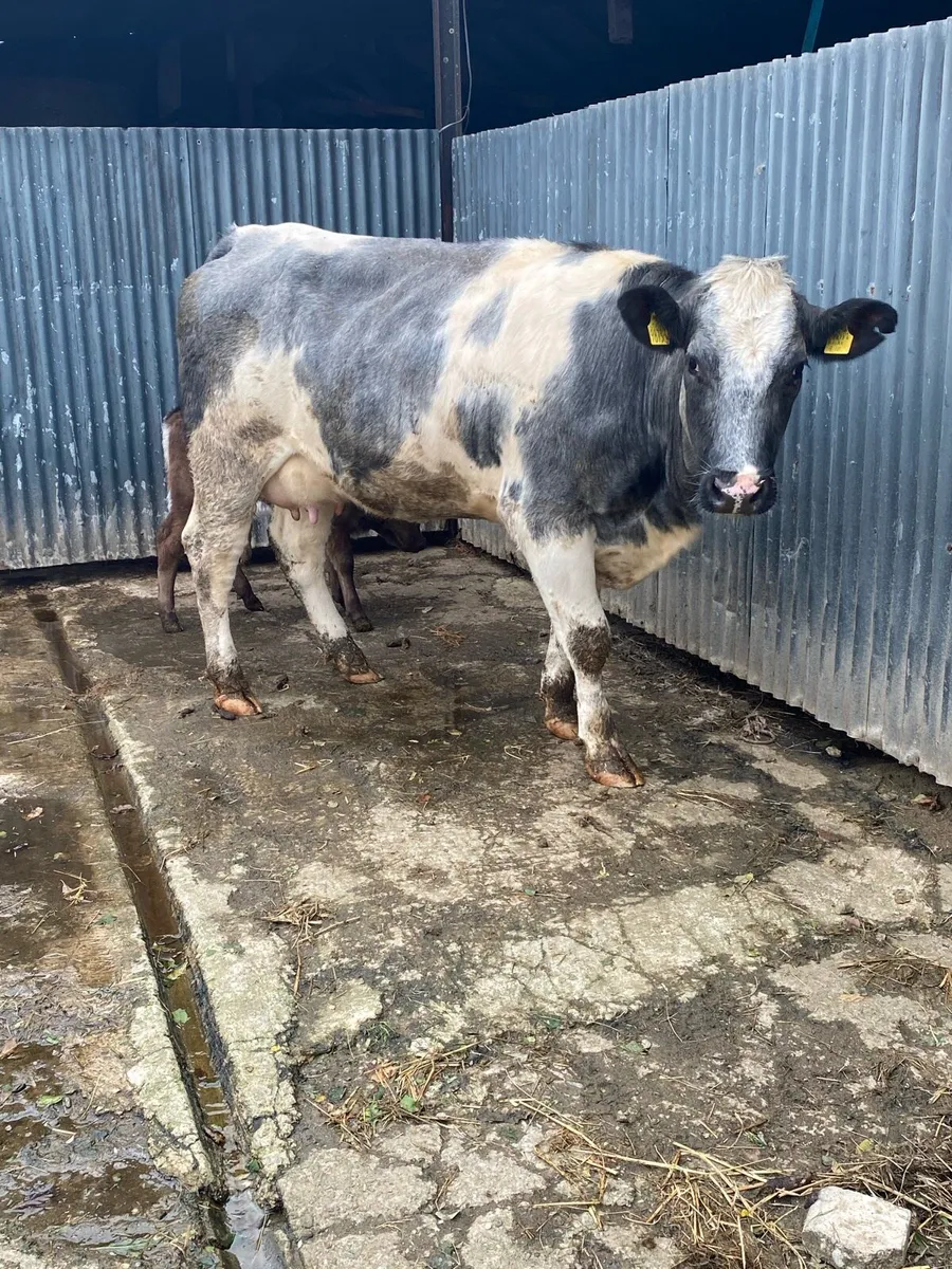 Cow&calf - Image 3